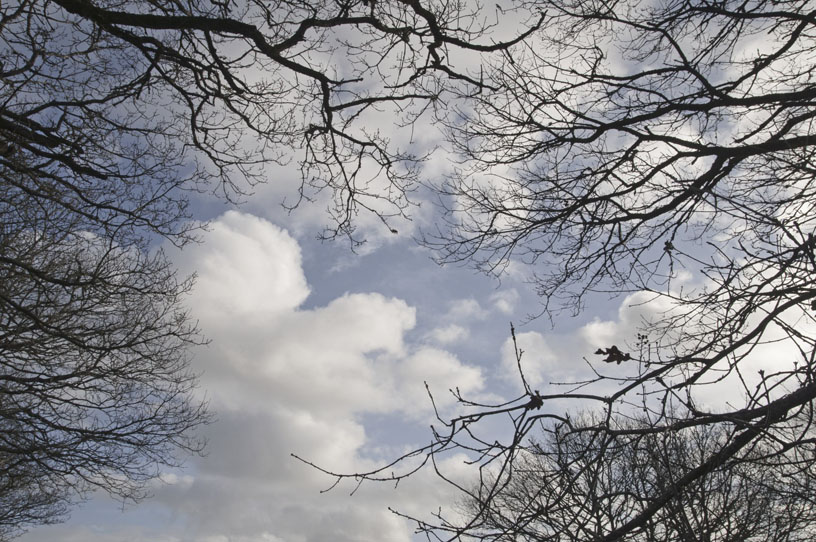 ramures branches arbres