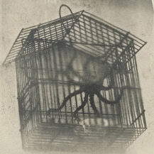 a poulpe in a cage detouré